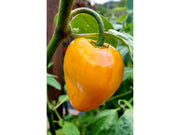 Rocoto Giant gul